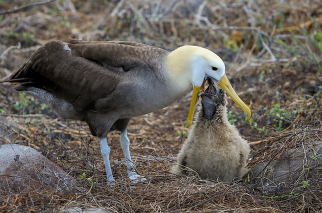 bird feeding fetish