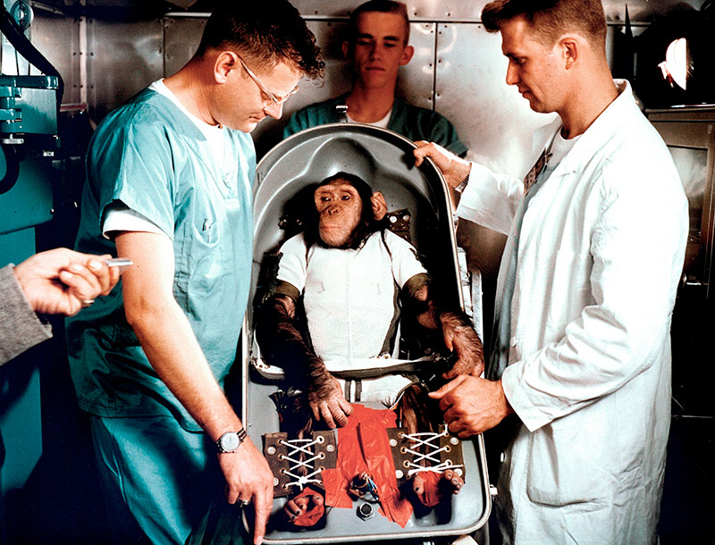 ham chimpanzee