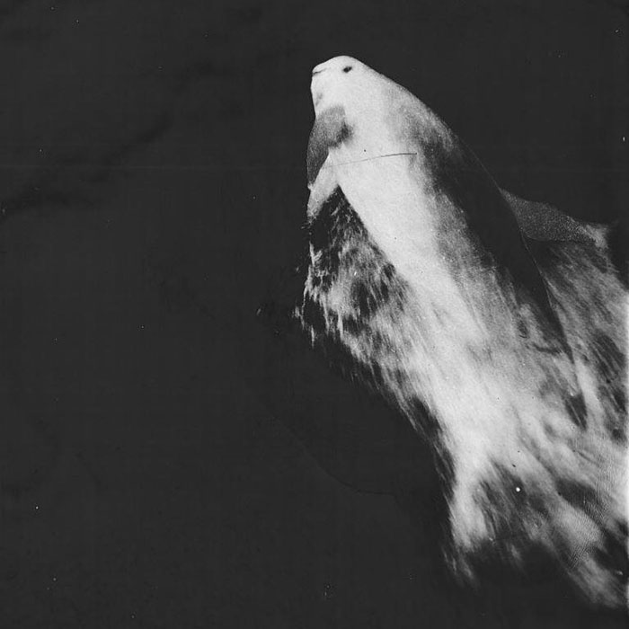 Pelorus Jack