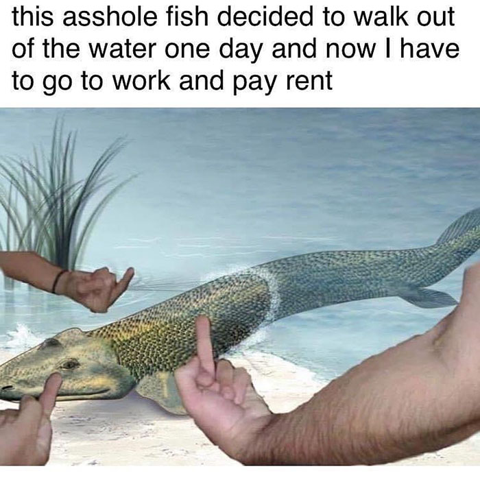 funny memes and funny pictures