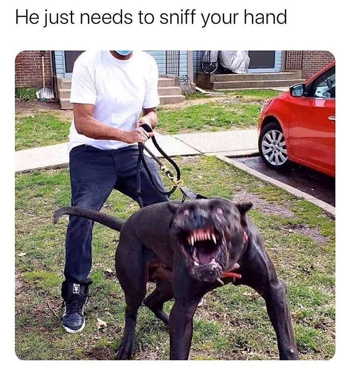 funny memes and funny pictures