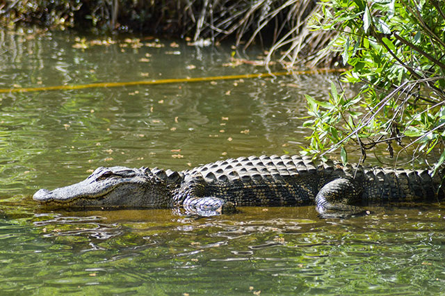 what does alligator taste like