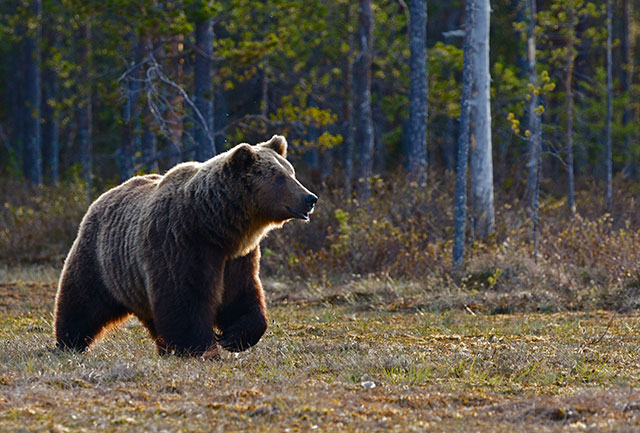 what does bear taste like