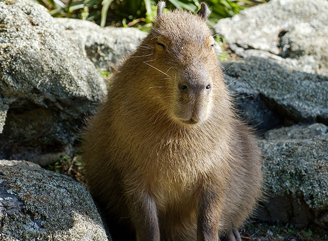 what does capybara taste like