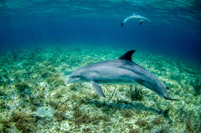 what does dolphin taste like