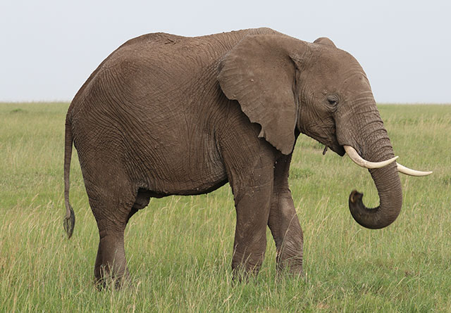 what does elephant taste like