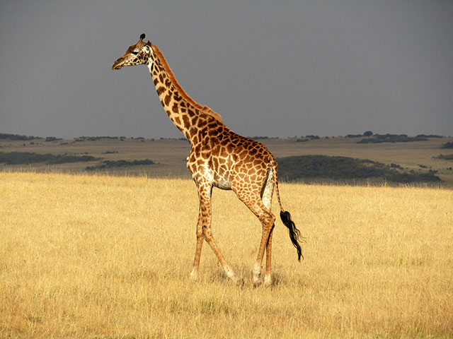 what does giraffe taste like