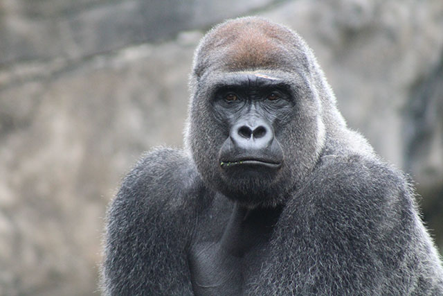 what does gorilla taste like