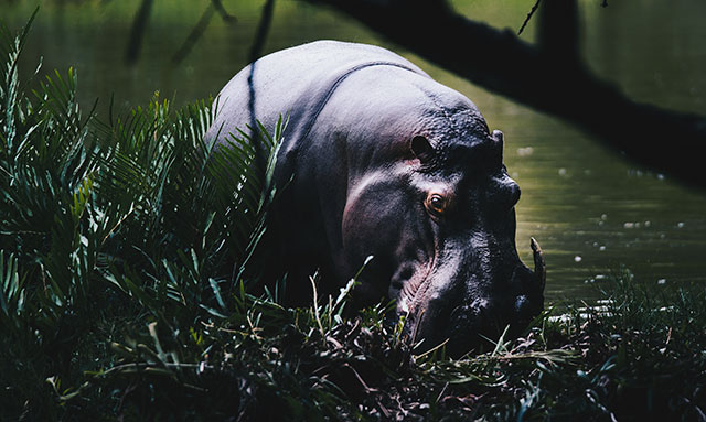 what does hippo taste like