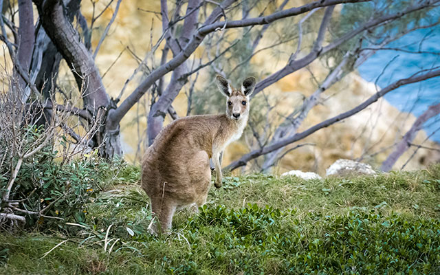 what does kangaroo taste like