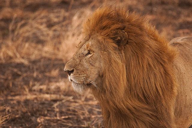 what does lion taste like