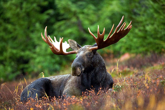 what does moose taste like