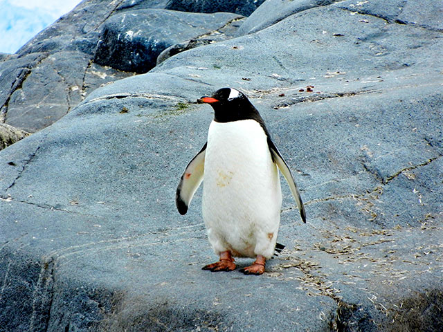 what does penguin taste like