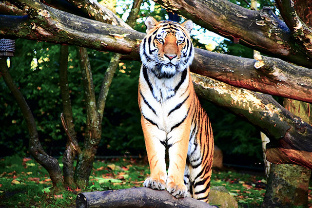 what does tiger taste like