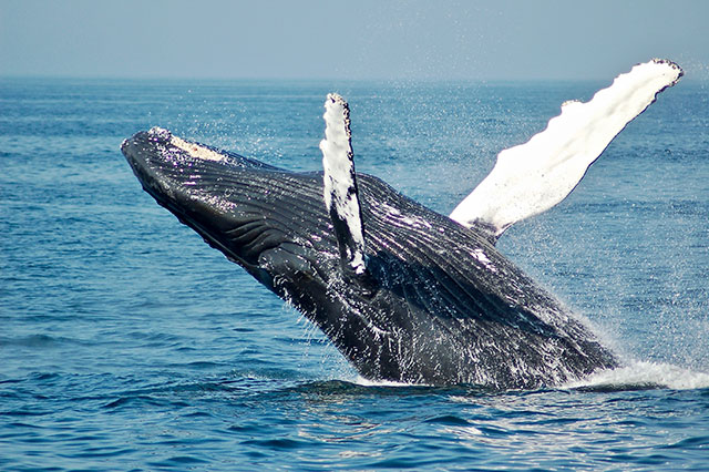 what does whale taste like