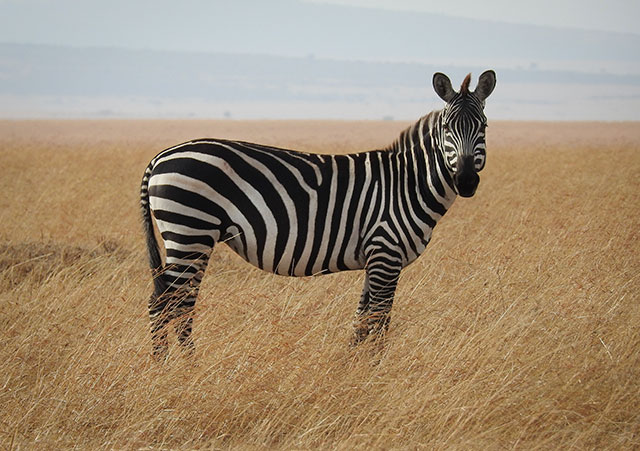 what does zebra taste like