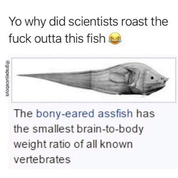 funny memes and funny pictures