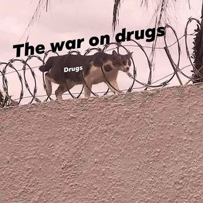 funny memes and funny pictures