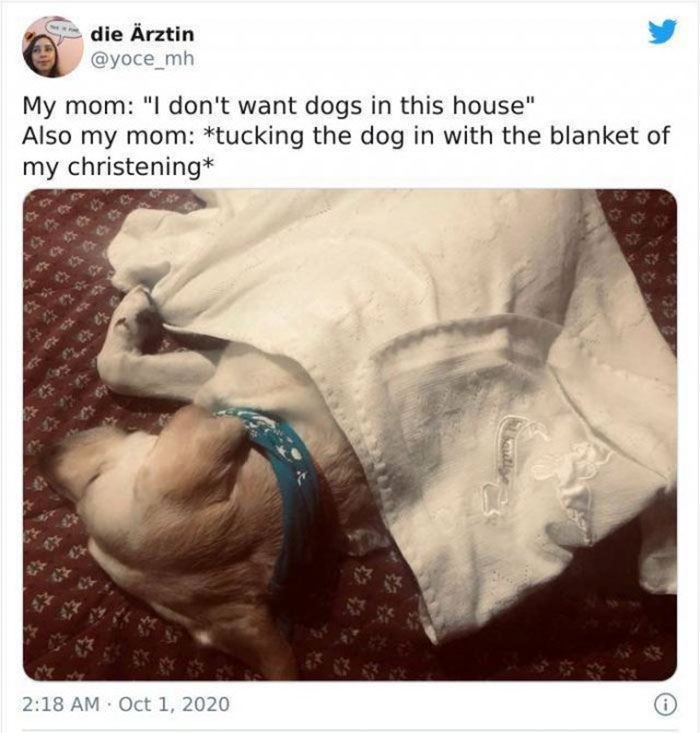 mom who didnt want a damn dog