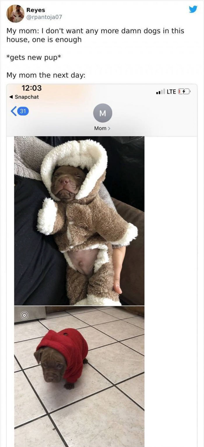 mom who didnt want a damn dog