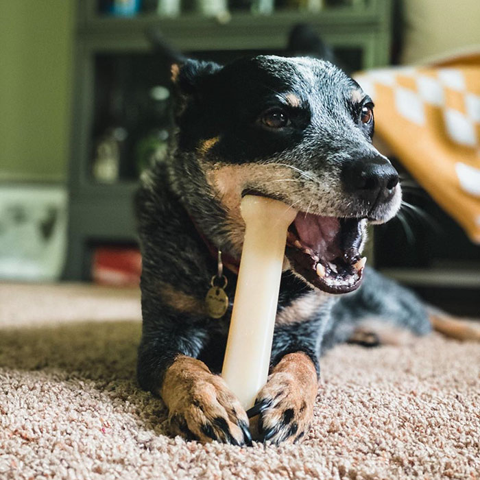 Nylabone Power Chew 