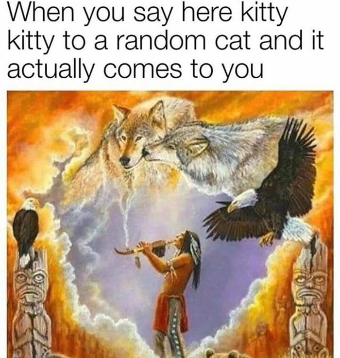 funny memes and funny pictures