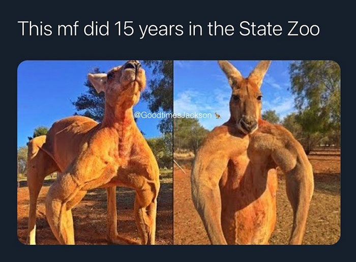 funny memes and funny pictures